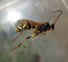 Amblyteles armatorius