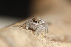 Phidippus insignarius