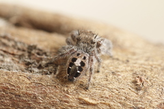 Phidippus insignarius