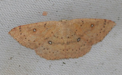 Cyclophora dataria