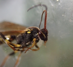 Amblyteles armatorius