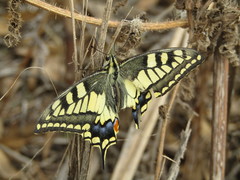 Papilio machaon