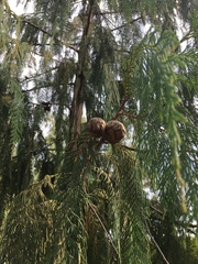 Cupressus cashmeriana