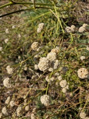 Gypsophila pallasii