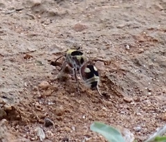 Dasymutilla sicheliana