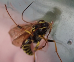 Amblyteles armatorius