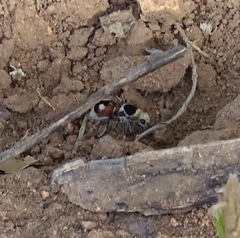 Dasymutilla sicheliana