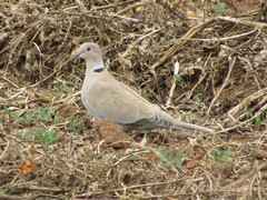 Streptopelia decaocto