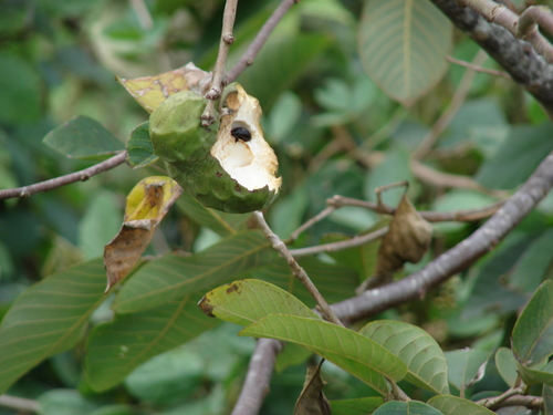 Annona cherimola