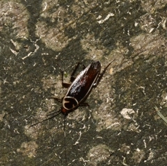 Pseudomops interceptus