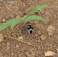 Dasymutilla sicheliana