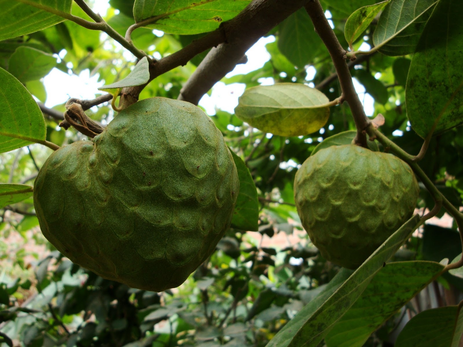 Annona cherimola