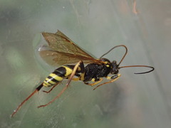 Amblyteles armatorius