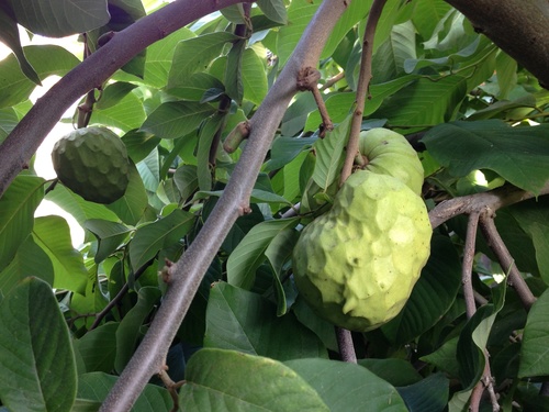 Annona cherimola