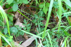 Physospermum cornubiense