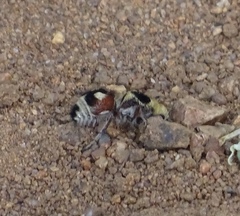 Dasymutilla sicheliana