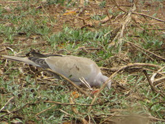 Streptopelia decaocto