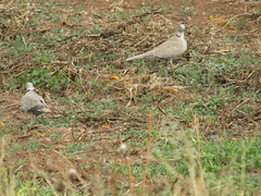 Streptopelia decaocto