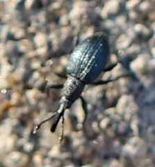 Ceratapion onopordi