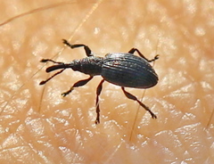 Ceratapion onopordi