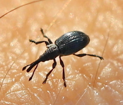 Ceratapion onopordi