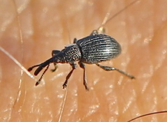 Ceratapion onopordi