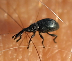 Ceratapion onopordi