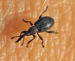 Ceratapion onopordi