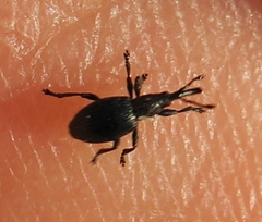 Ceratapion onopordi
