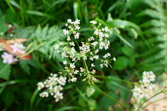Physospermum cornubiense