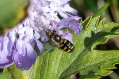 Eupeodes luniger