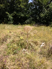 Heracleum stevenii
