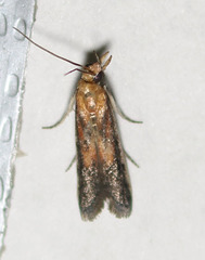 Honora montinatatella