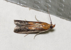 Honora montinatatella