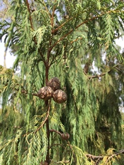 Cupressus cashmeriana