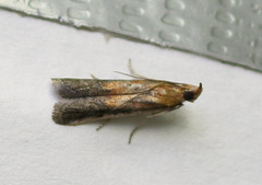 Honora montinatatella