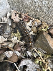 Paracles fusca
