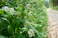 Physospermum cornubiense
