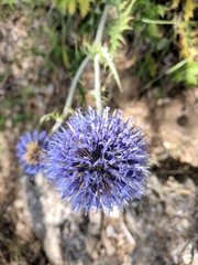 Echinops armatus