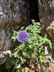 Echinops armatus