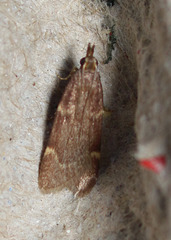 Aglossa electalis