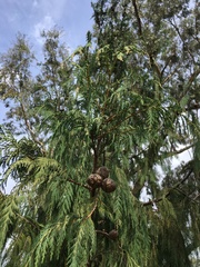 Cupressus cashmeriana