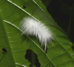 Apatelodidae