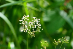 Physospermum cornubiense