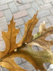 Callirhytis infuscata