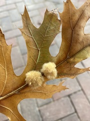 Callirhytis infuscata