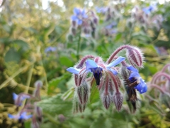 Borago officinalis