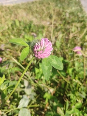 Trifolium pratense