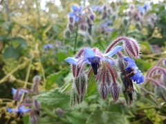 Borago officinalis