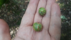 Andricus infectorius